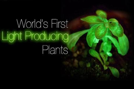 LA PLANTA QUE BRILLA EN LA OSCURIDAD