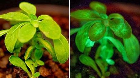 MODIFICAN UNA PLANTA GENÉTICAMENTE PARA QUE ILUMINE EN LA OSCURIDAD