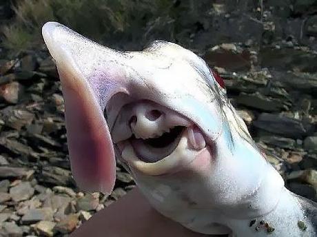 Tiburón fantasma o makorepe,