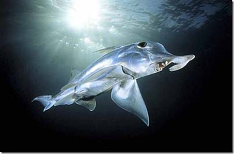 Genoma del tiburón fantasma