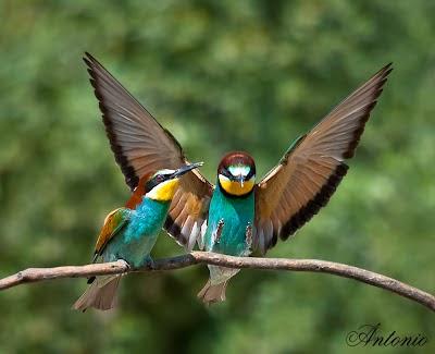 ¿A QUE NO SABES DE QUE ANIMAL SE TRATA?