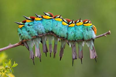 ¿A QUE NO SABES DE QUE ANIMAL SE TRATA?