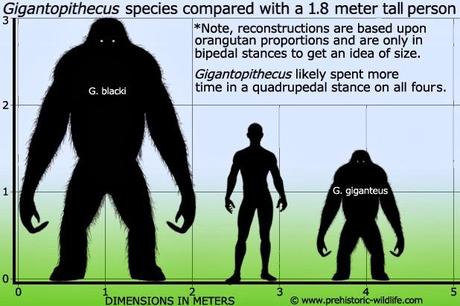 GIGANTOPITHECUS,EL MONO MÁS GRANDE DE TODA LA HISTORIA