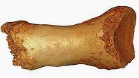  falange de neandertal hallada en 2010