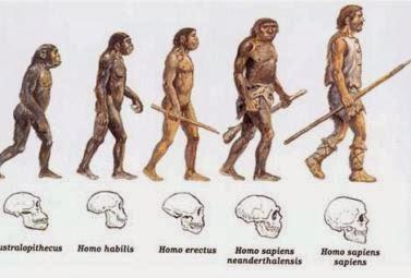 homo habilis,sapien,erectus,denisovano,neandertal,