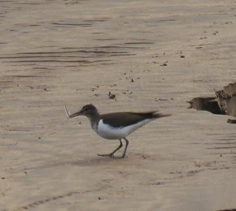 Un andarríos gourmet