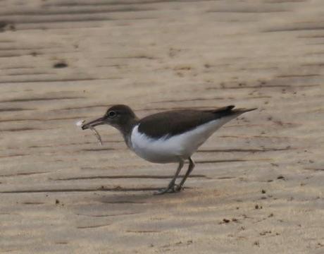 Un andarríos gourmet