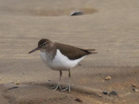 Un andarríos gourmet