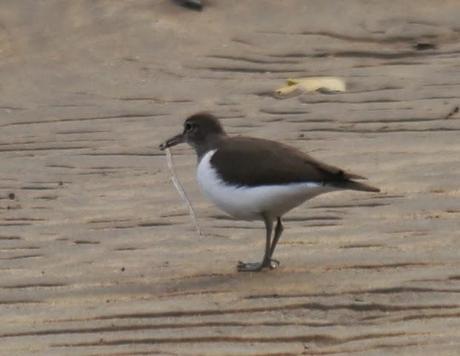 Un andarríos gourmet