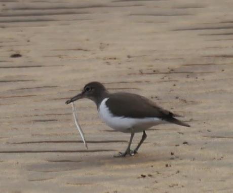 Un andarríos gourmet