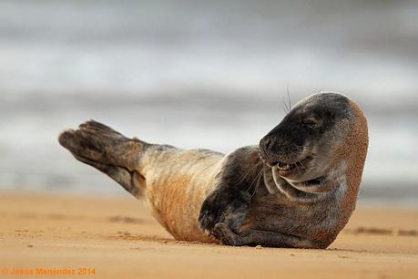 Focas grises en el Cantábrico