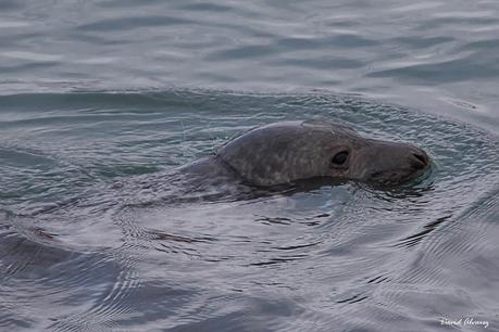 Focas grises en el Cantábrico