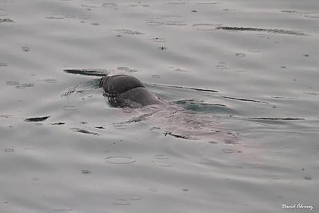 Focas grises en el Cantábrico