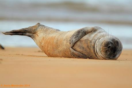 Focas grises en el Cantábrico