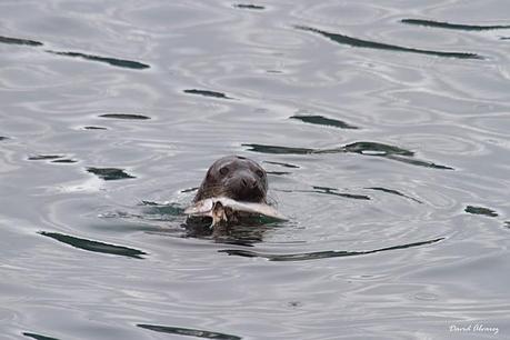 Focas grises en el Cantábrico
