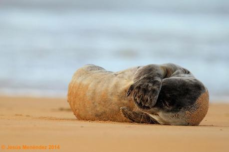 Focas grises en el Cantábrico