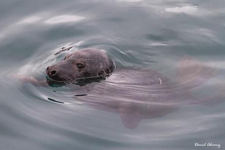Focas grises en el Cantábrico