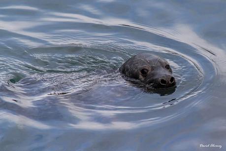 Focas grises en el Cantábrico