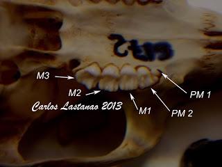 Los dientes de los roedores. Familias Sciuridae y Gliridae