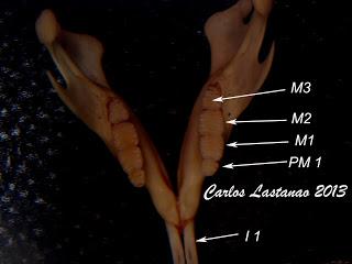 Los dientes de los roedores. Familias Sciuridae y Gliridae