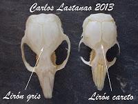 Los dientes de los roedores. Familias Sciuridae y Gliridae