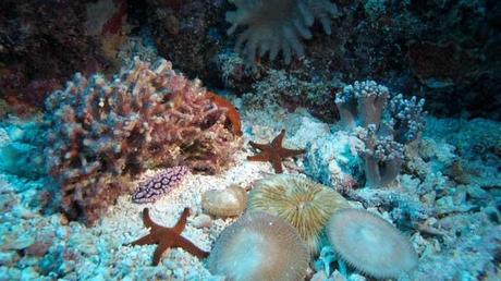 time-lapse Gran Barrera de Coral
