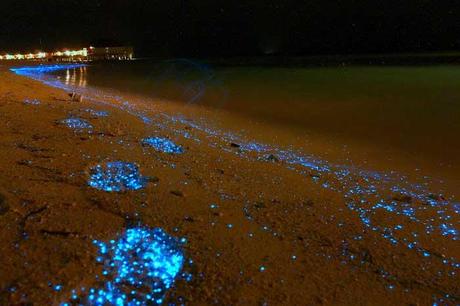 fitoplancton bioluminiscente en una playa de Maldivas