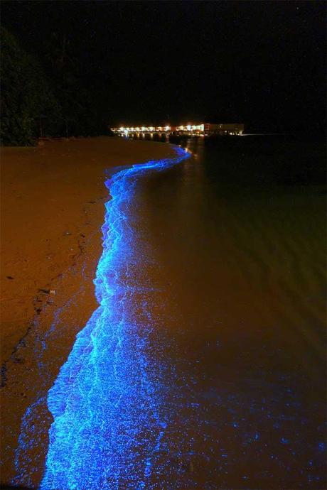 fitoplancton bioluminiscente en una playa de Maldivas