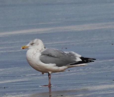 Una polar en Xivares, y alguna más.