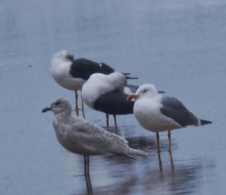 Una polar en Xivares, y alguna más.