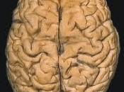 cerebro ambos hemisferios para lograr habla