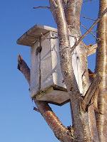 Consejos sobre cajas-nido para aves silvestres