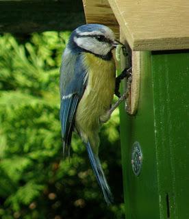 Consejos sobre cajas-nido para aves silvestres