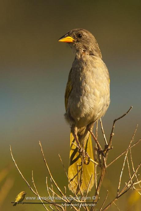 Verdón (Great pampa finch) Embernagra platensis