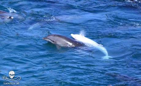 delfín albino apresado en Taiji