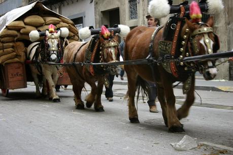 SAN ANTONIO ABAD  17 DE ENERO