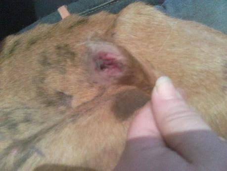 Agnes, galga en adopción. (Madrid)