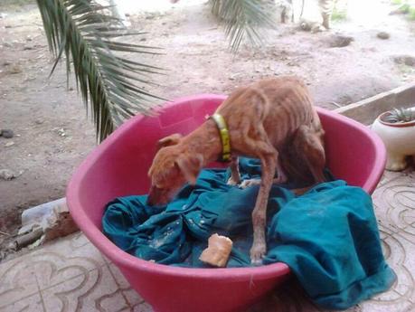 Agnes, galga en adopción. (Madrid)