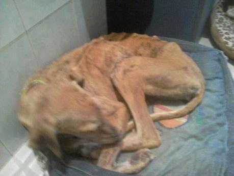 Agnes, galga en adopción. (Madrid)