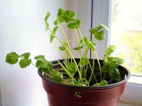 Cultiva 9 plantas en tu casa y podrás comerlas siempre que quieras.