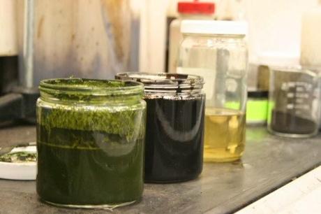 Materia de algas convertida en petróleo en minutos