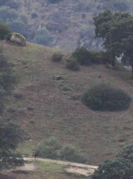 INTERACCIONES ENTRE LA FAUNA DE ANDÚJAR