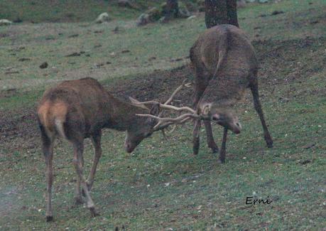 INTERACCIONES ENTRE LA FAUNA DE ANDÚJAR