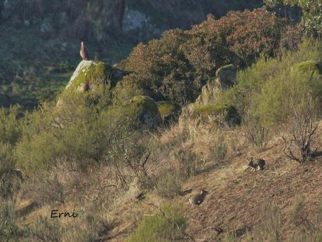 INTERACCIONES ENTRE LA FAUNA DE ANDÚJAR