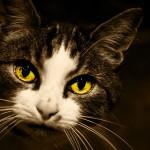 cómo limpiar los ojos a un gato