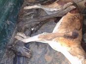 GALGAS ASESINADAS TIROS. (Puente Genil, Córdoba)