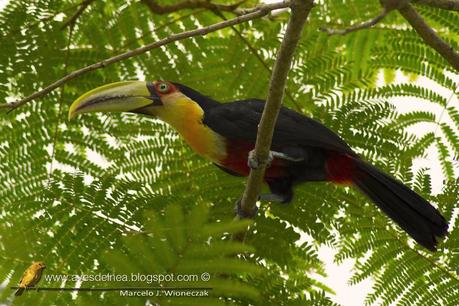 Tucán pico verde (Red-breasted Toucan)  Ramphastos dicolorus