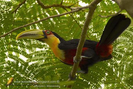 Tucán pico verde (Red-breasted Toucan)  Ramphastos dicolorus