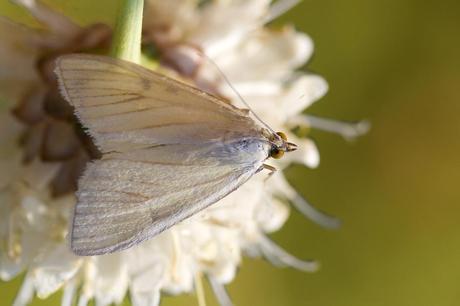 Sitochroa palealis (Denis & Schiffermüller, 1775)