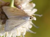 Sitochroa palealis (Denis Schiffermüller, 1775)